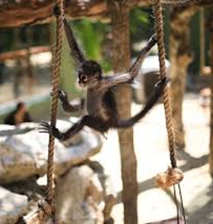Akumal Monkey Sanctuary