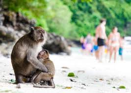 Ao Ling (Monkey Bay)