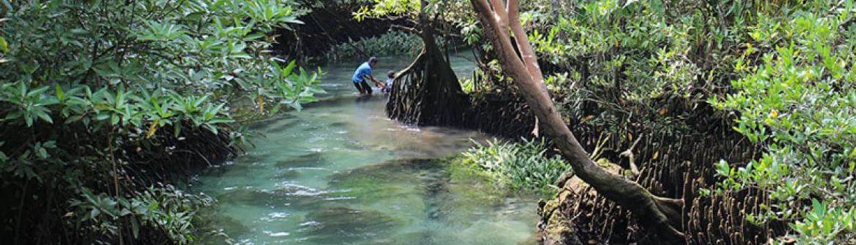 Ao Luk Mangroves