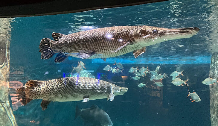 Aquaria KLCC