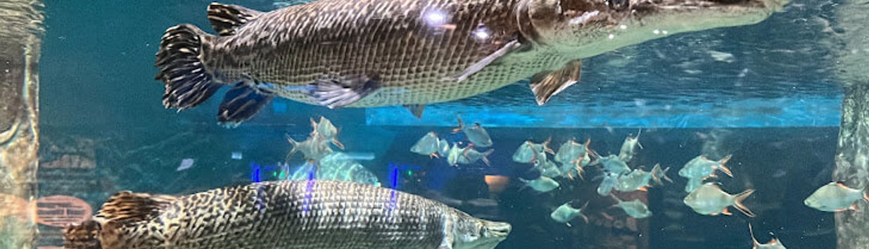 Aquaria KLCC