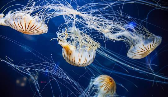 Aquarium of the Bay