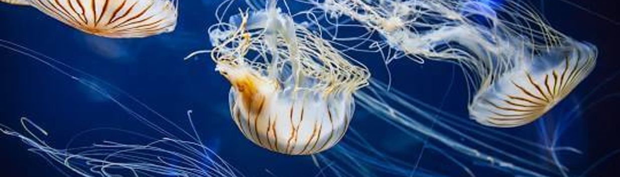 Aquarium of the Bay