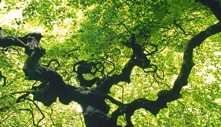 Arnold Arboretum
