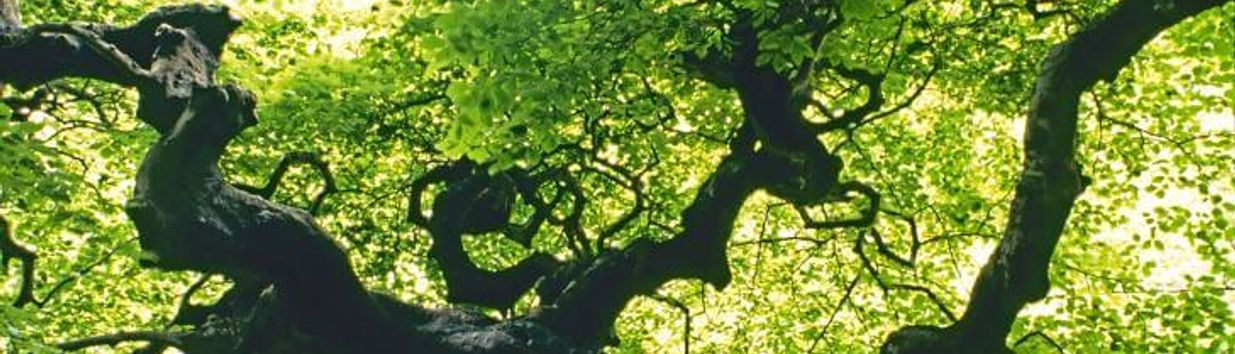 Arnold Arboretum