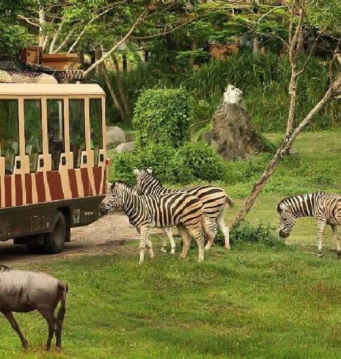 Bali Safari