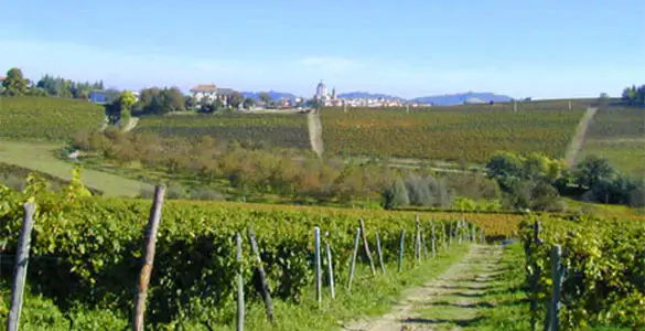 Bau Da Vineyard