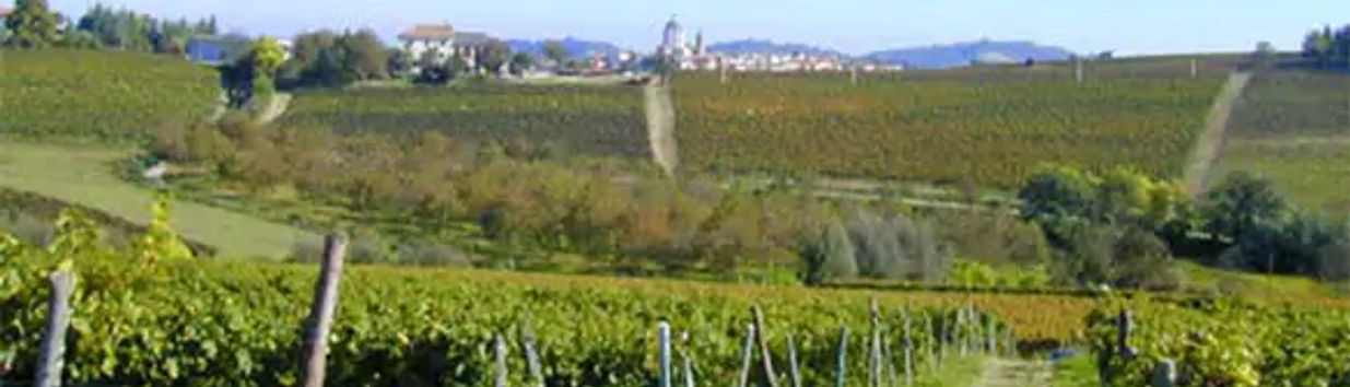 Bau Da Vineyard