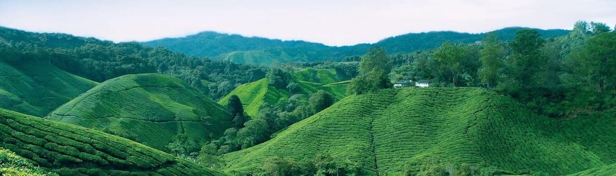 BOH Tea Centre (Sungei Palas Garden)