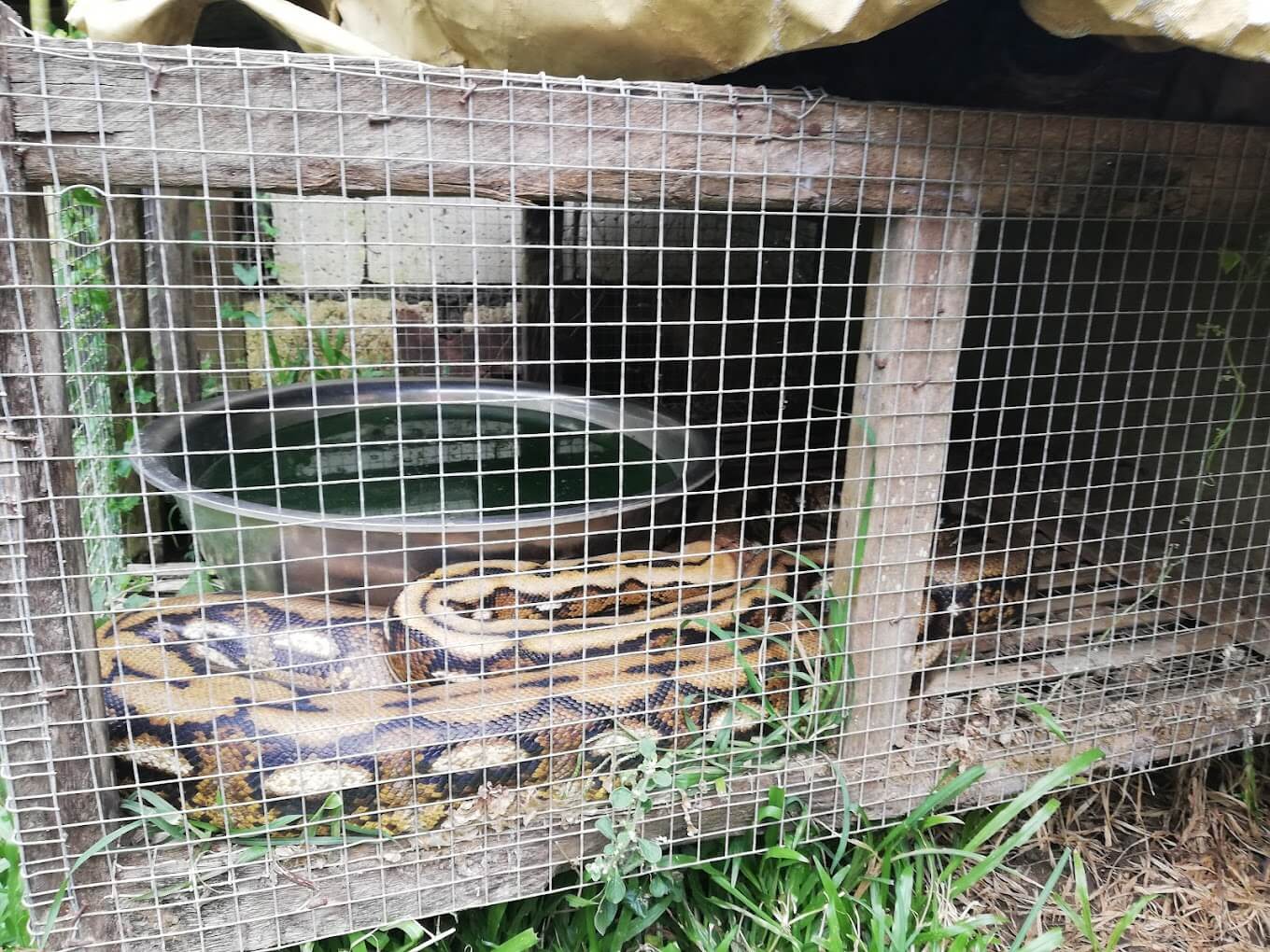 Bohol python & Wildlife Park | Entrance Fee, Opening Hours & More