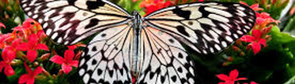 Boracay Butterfly Garden