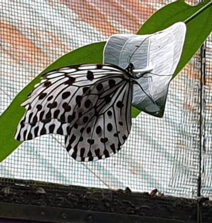 Butterfly and Reptile Sanctuary
