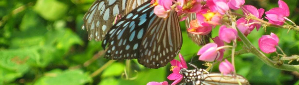 Butterfly Garden Villa