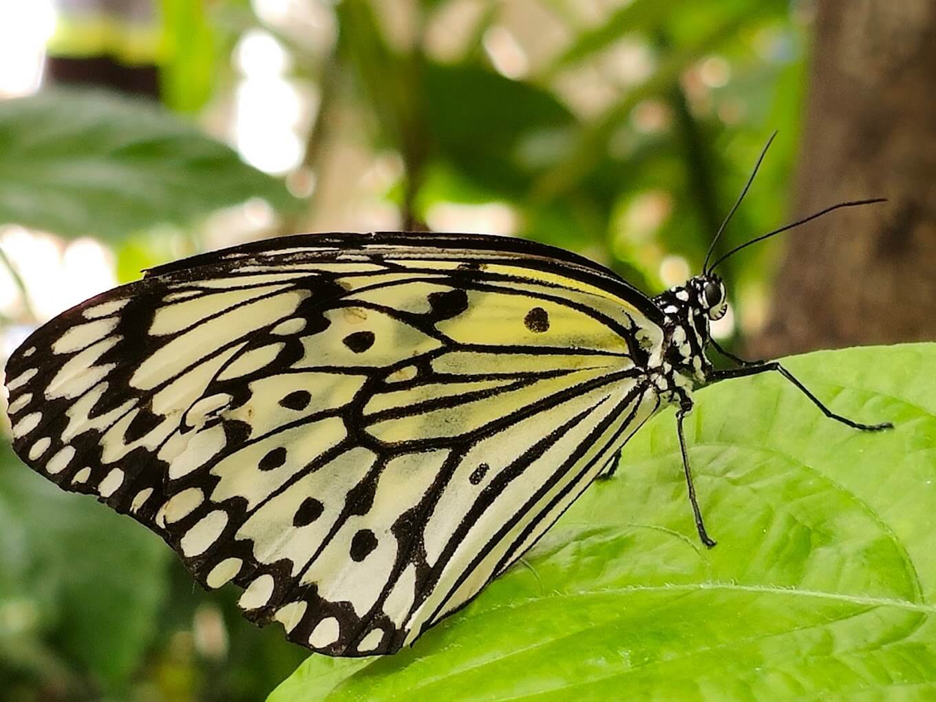 Butterfly Pavilion