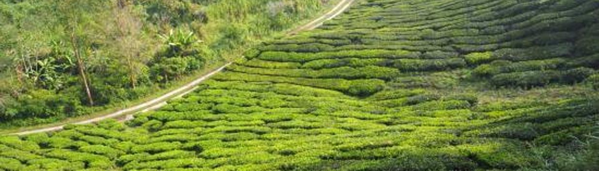 Cameron Highlands Trail No. 3