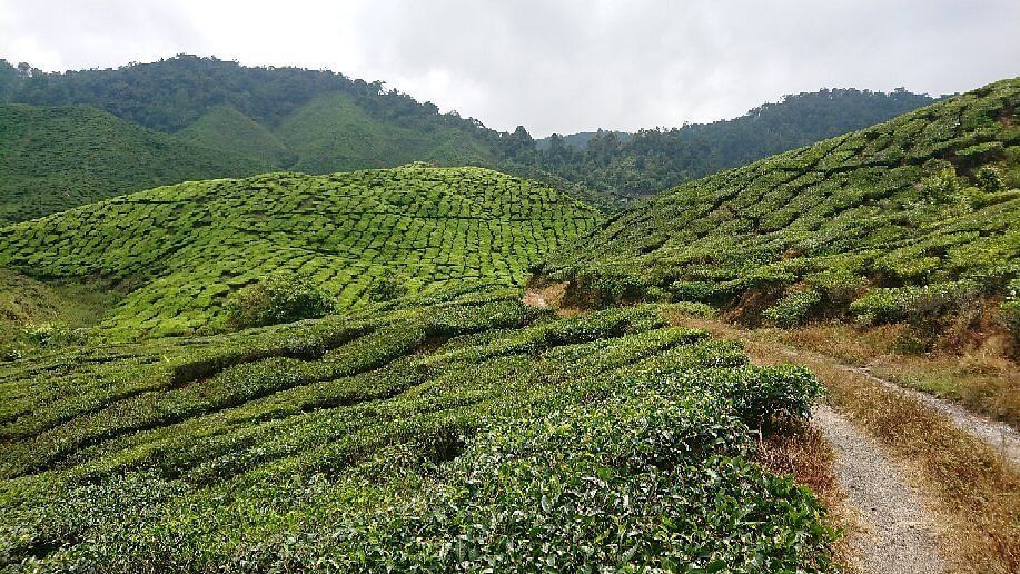 Cameron Highlands Trail No. 6 Entrance Fee, Opening Hours & More
