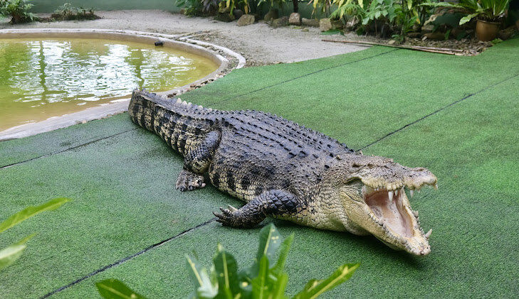 Crocodile Adventureland Langkawi