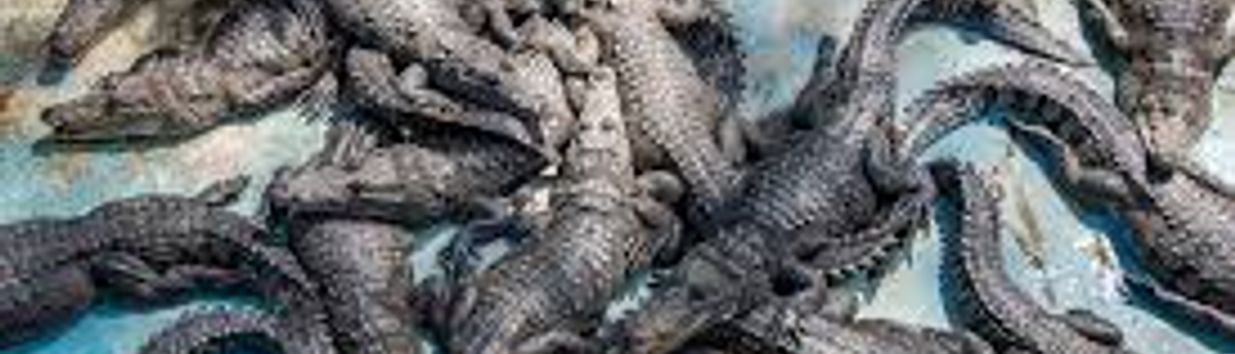 Crocodile Farm