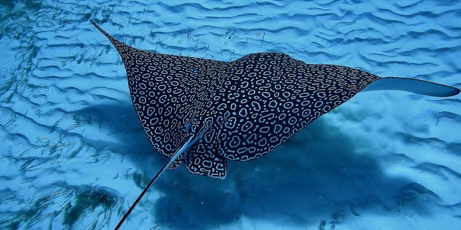 Eagle Ray Divers