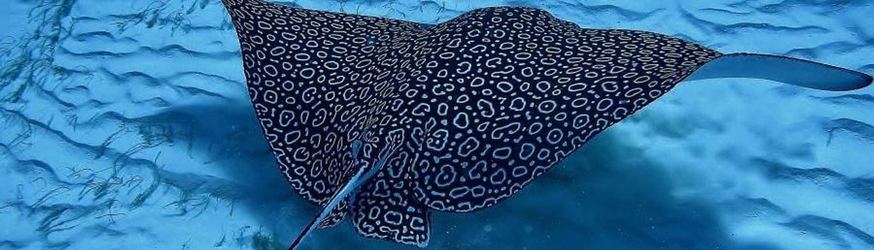 Eagle Ray Divers
