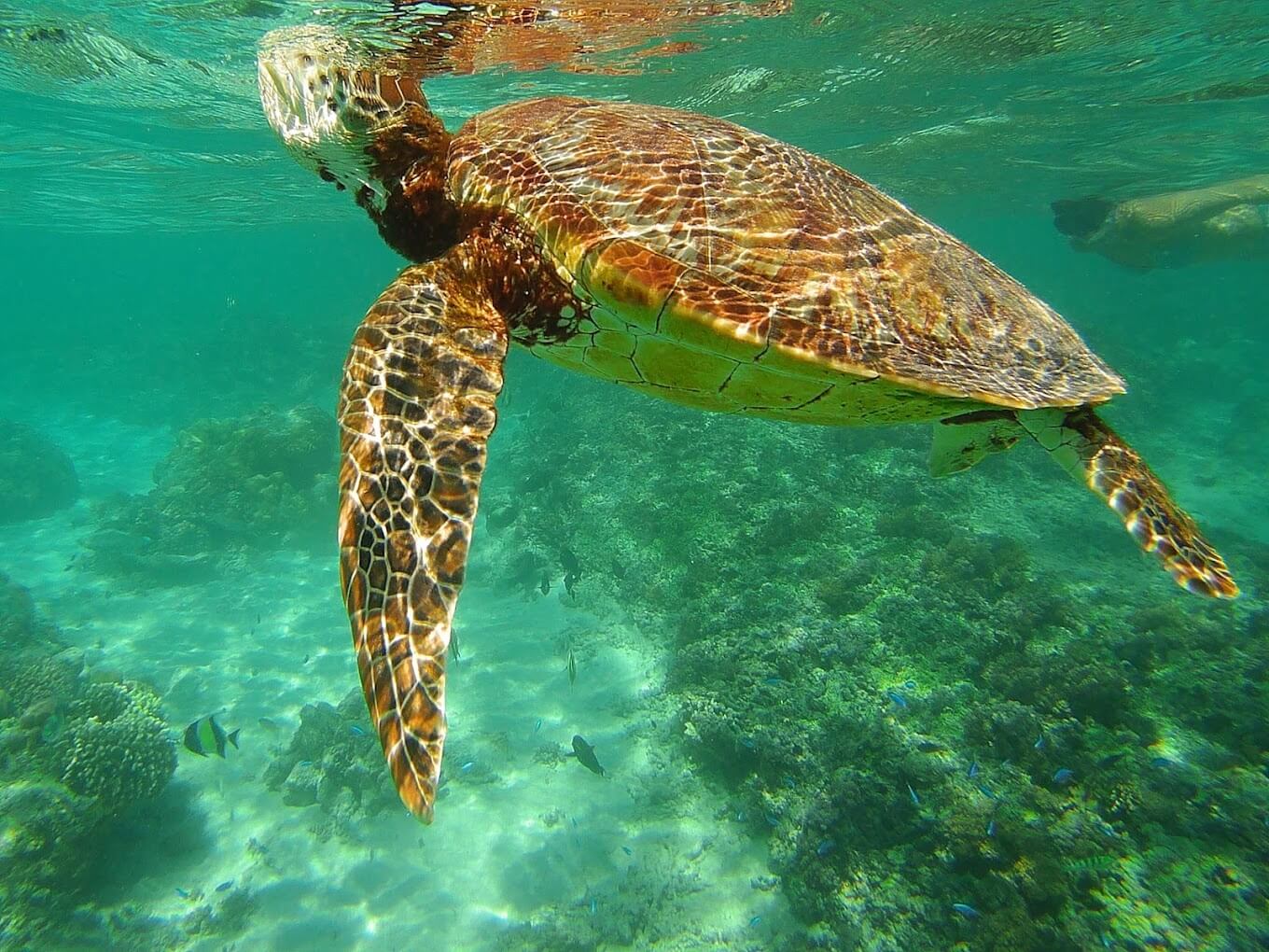 Gili Meno Sea Turtle Sanctuary | Entrance Fee, Opening Hours & More