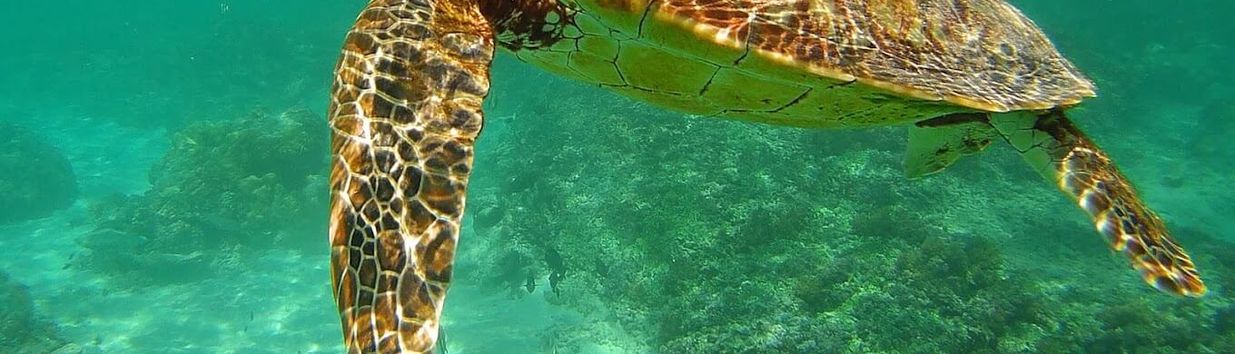 Gili Meno Sea Turtle Sanctuary | Entrance Fee, Opening Hours & More