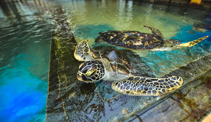 Habaraduwa Turtle Hatchery