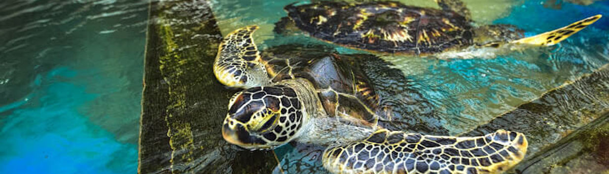 Habaraduwa Turtle Hatchery