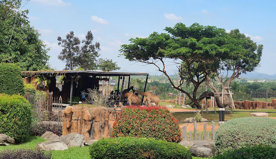 Hua Hin Safari
