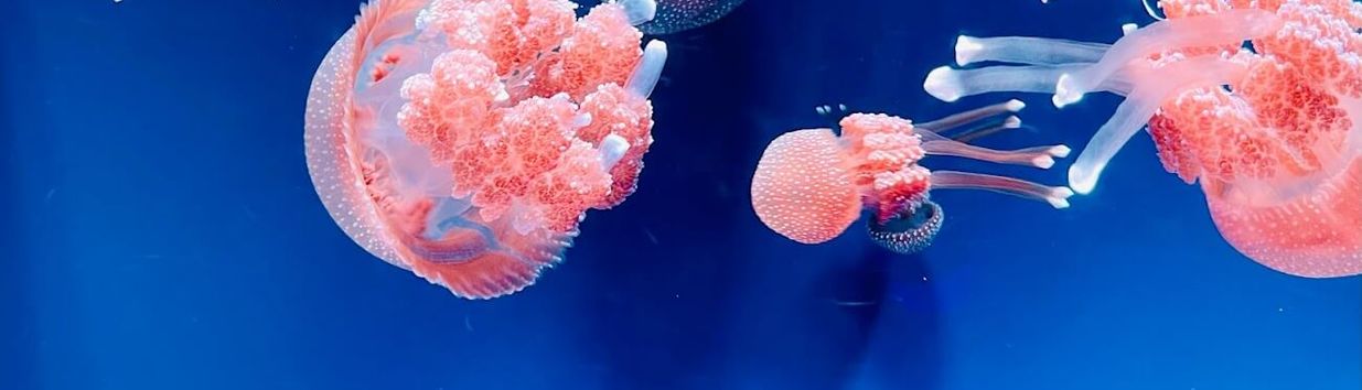 Jakarta Aquarium Safari