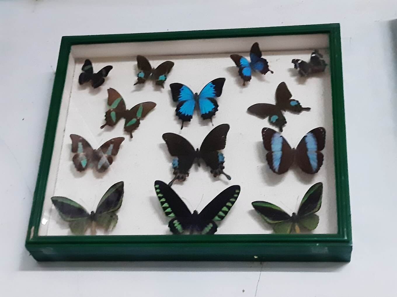 Jumalon Butterfly Sanctuary And Art Gallery