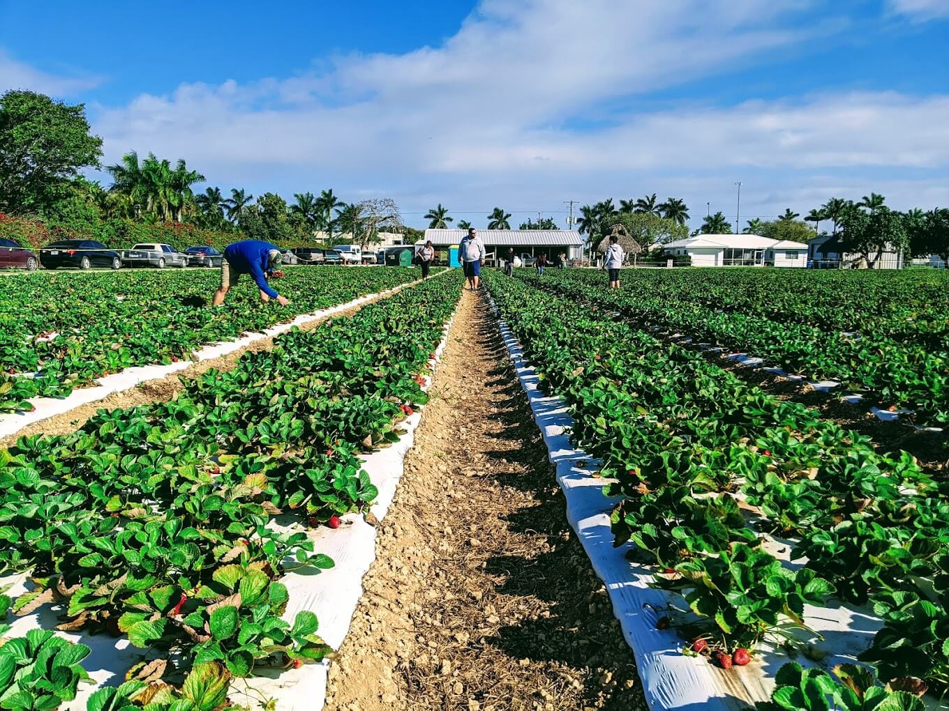 Knaus Berry Farm | Entrance Fee, Opening Hours & More