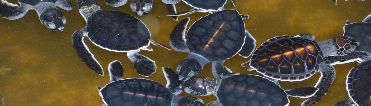 Kosgoda Sea Turtle Conservation Project