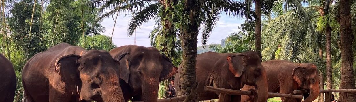 Krabi Elephant Sanctuary