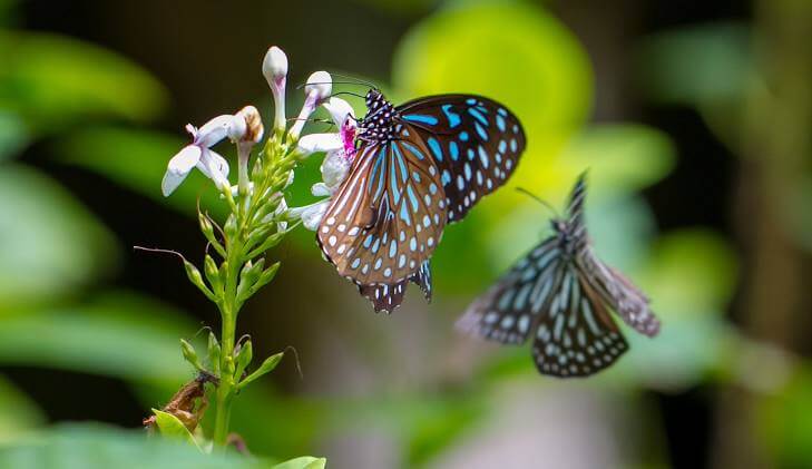 Kuala Lumpur Butterfly Park