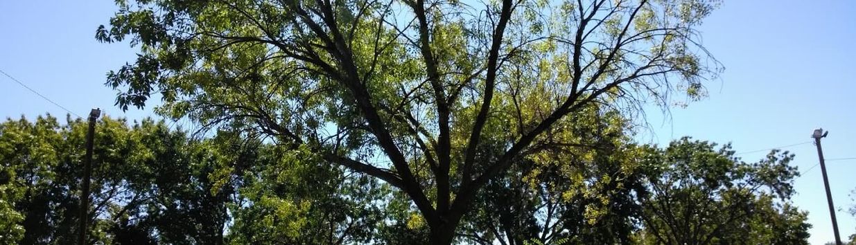 Los Altos Park