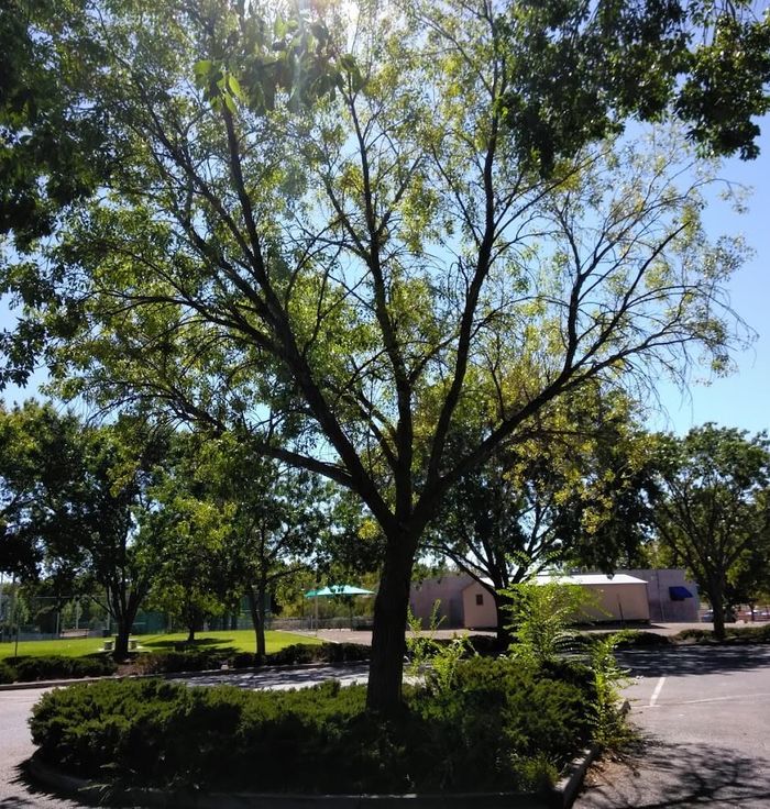 Los Altos Park