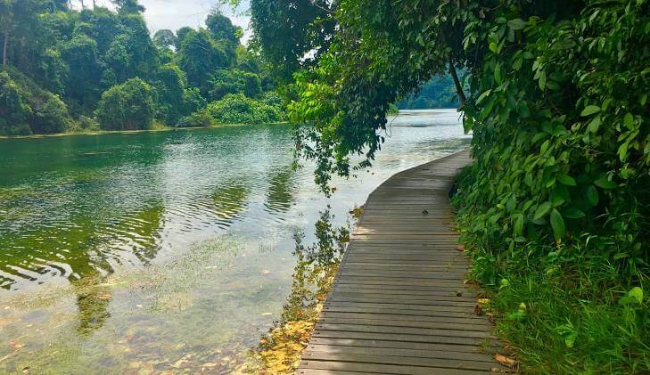 MacRitchie Reservoir | Entrance Fee, Opening Hours & More