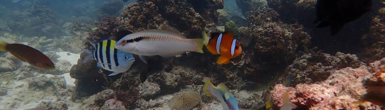 Mactan Island Aquarium