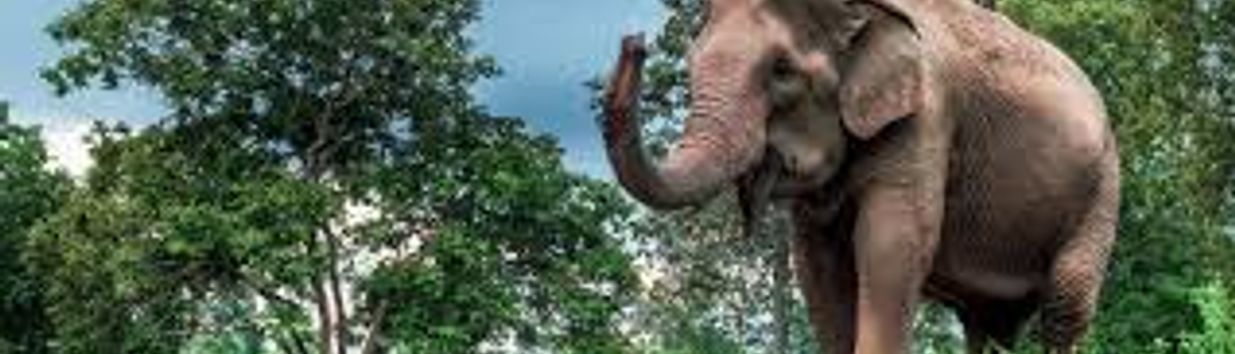 Mae Sa Elephant Camp