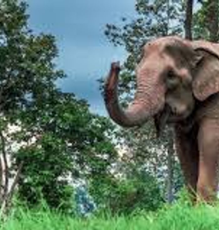 Mae Sa Elephant Camp
