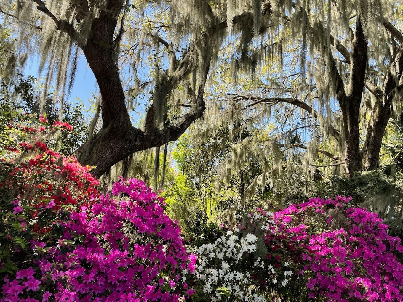 Magnolia Plantation And Gardens | Entrance Fee, Opening Hours & More