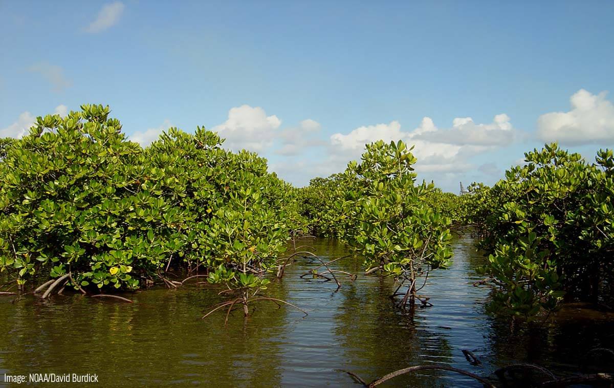 Sabang Mangrove Forest