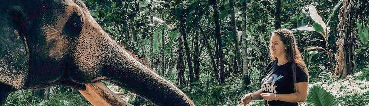 Millennium Elephant Foundation