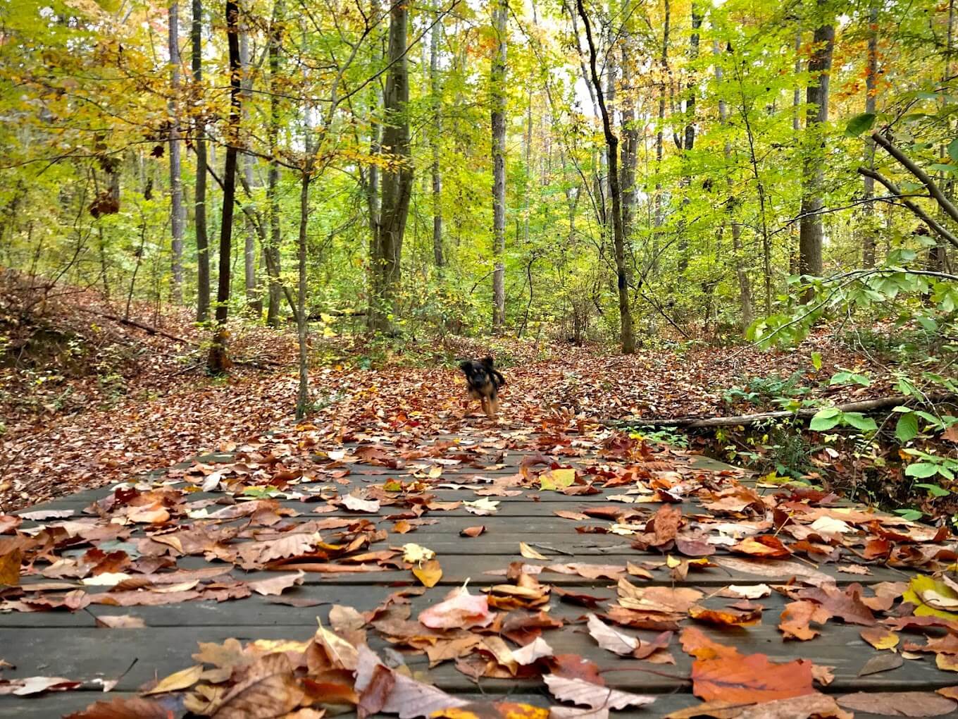 Mount Tabor Park