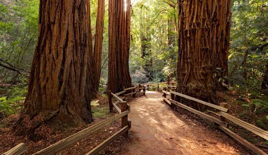Muir Woods National Monument