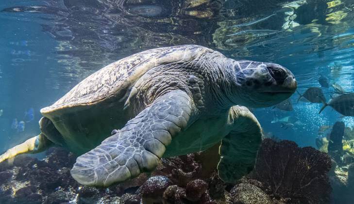 New England Aquarium | Entrance Fee, Opening Hours &amp; More