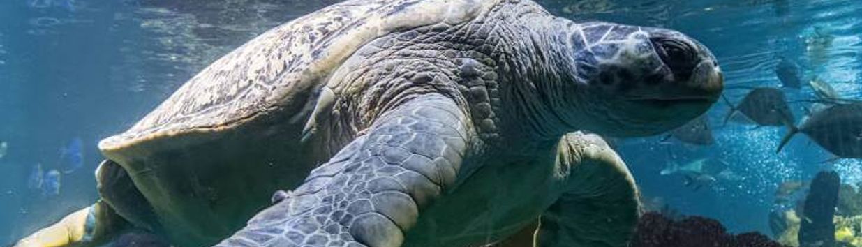 New England Aquarium