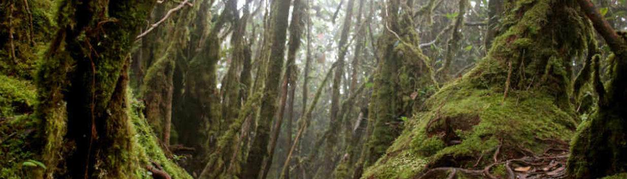 Path to Mossy Forest