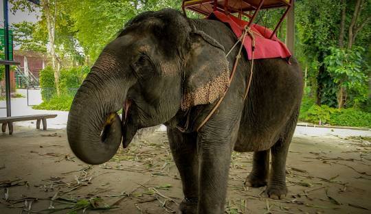 Pattaya Elephant Village | Entrance Fee, Opening Hours & More